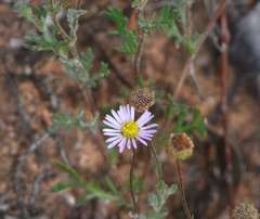 Brachyscome ciliaris ciliaris