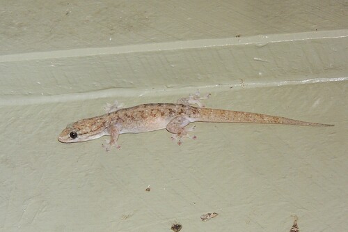 Gehyra observed 2026-10-27