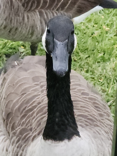 Branta observed 2026-10-28