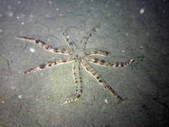 Luidia maculata