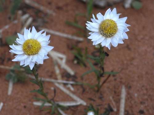Image of Rhodanthe stuartiana by (c) Russell Best, some rights reserved (CC BY)