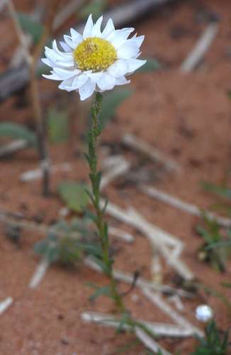 Image of Rhodanthe stuartiana by (c) Russell Best, some rights reserved (CC BY)
