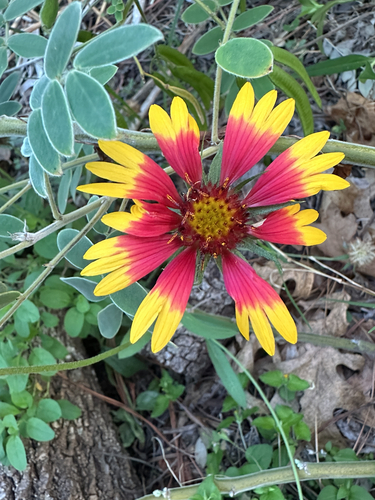 Gaillardia pulchella observed 2026-10-28