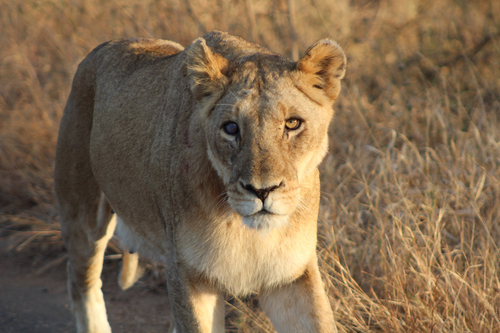 Panthera leo photograph by the iNaturalist community