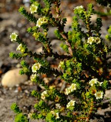 Diosma echinulata