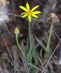 Senecio gregorii