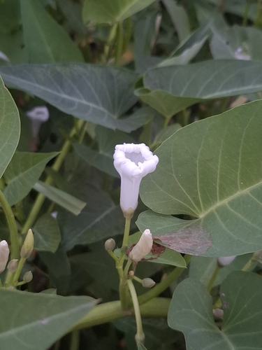 Ipomoea aquatica observed 2026-10-28