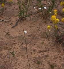 Podolepis capillaris