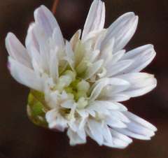 Podolepis capillaris