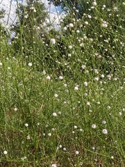 Cephalaria joppensis
