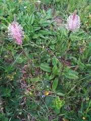 Plantago media