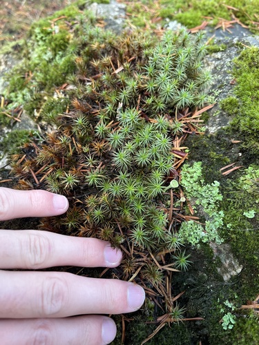 Polytrichum juniperinum observed 2026-10-28