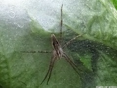 Pisaura acoreensis