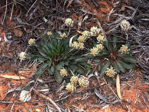 Image of Rabbit-Tails (Ptilotus seminudus) by (c) Russell Best, some rights reserved (CC BY)