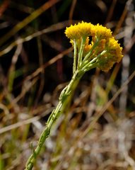 Pentzia trifida