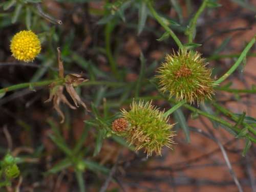 Image of Calotis erinacea by (c) Russell Best, some rights reserved (CC BY)