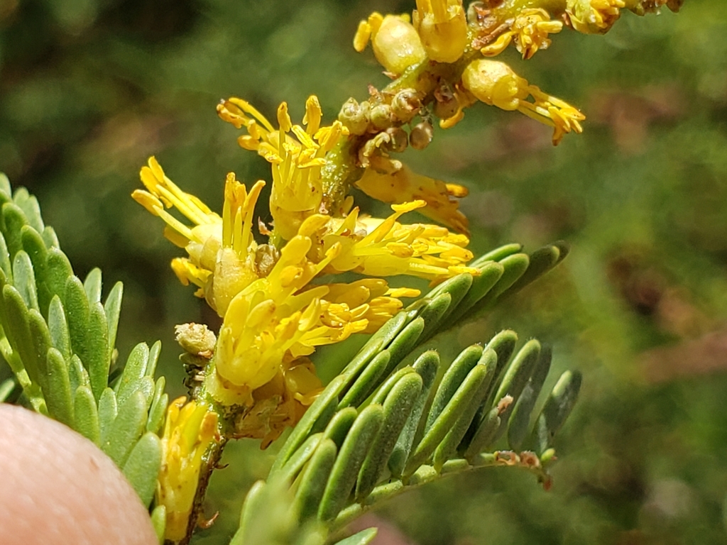 Prosopis tamarugo Phil.