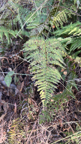 Dryopteris observed 2026-10-28