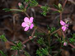 Frankenia serpyllifolia
