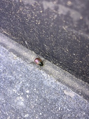 Phyllopertha horticola