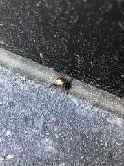 Phyllopertha horticola