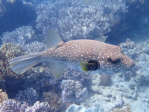 Arothron hispidus observed 2026-10-27