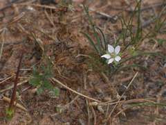 Erodium crinitum