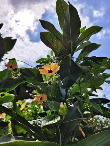 Thunbergia observed 2026-10-27