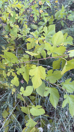Morus alba observed 2026-10-28
