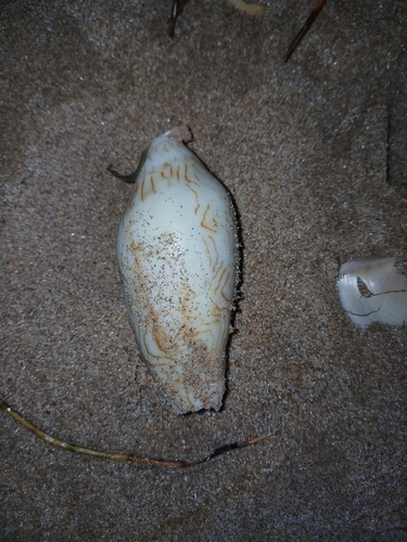 Amoria undulata observed 2026-10-28