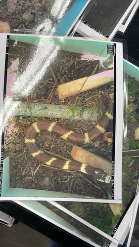 Serpentes observed 2026-10-28