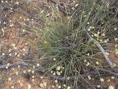 Lomandra effusa