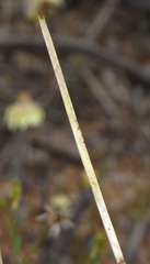 Lomandra effusa