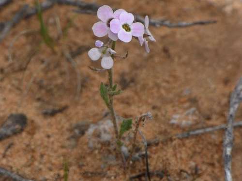 Image of Harmsiodoxa blennodioides by (c) Russell Best, some rights reserved (CC BY)