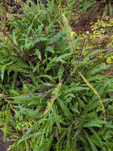 Struthiopteris spicant observed 2026-10-28