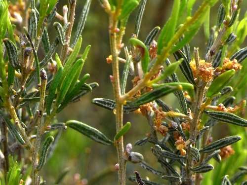 Dwarf Nealie (Acacia wilhelmiana)