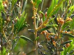 Acacia wilhelmiana