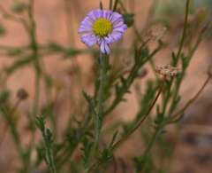 Brachyscome ciliaris ciliaris