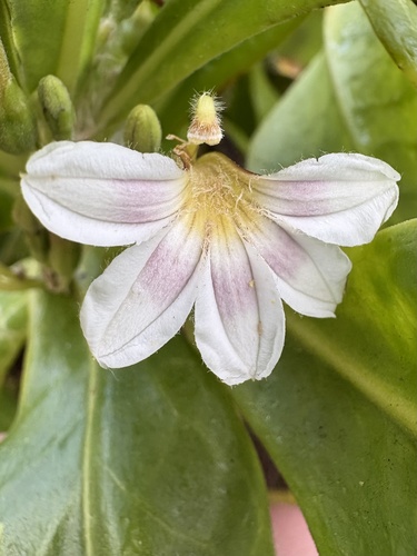 Scaevola taccada observed 2026-10-22