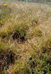 Pentzia trifida