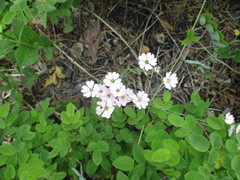 Silene linnaeana