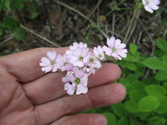 Silene linnaeana
