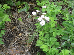 Silene linnaeana