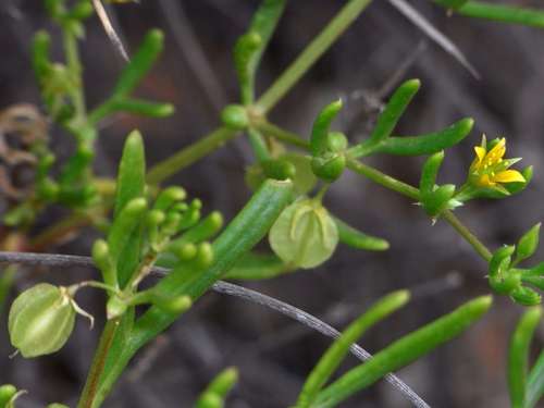 Roepera eremaea (Roepera eremaea)