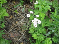 Silene linnaeana