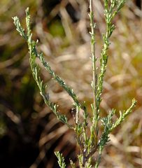 Pentzia trifida