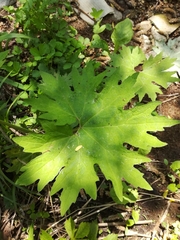 Petasites tatewakianus