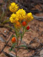 Waitzia acuminata acuminata