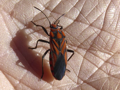 Spilostethus decoratus