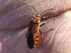 Spilostethus decoratus